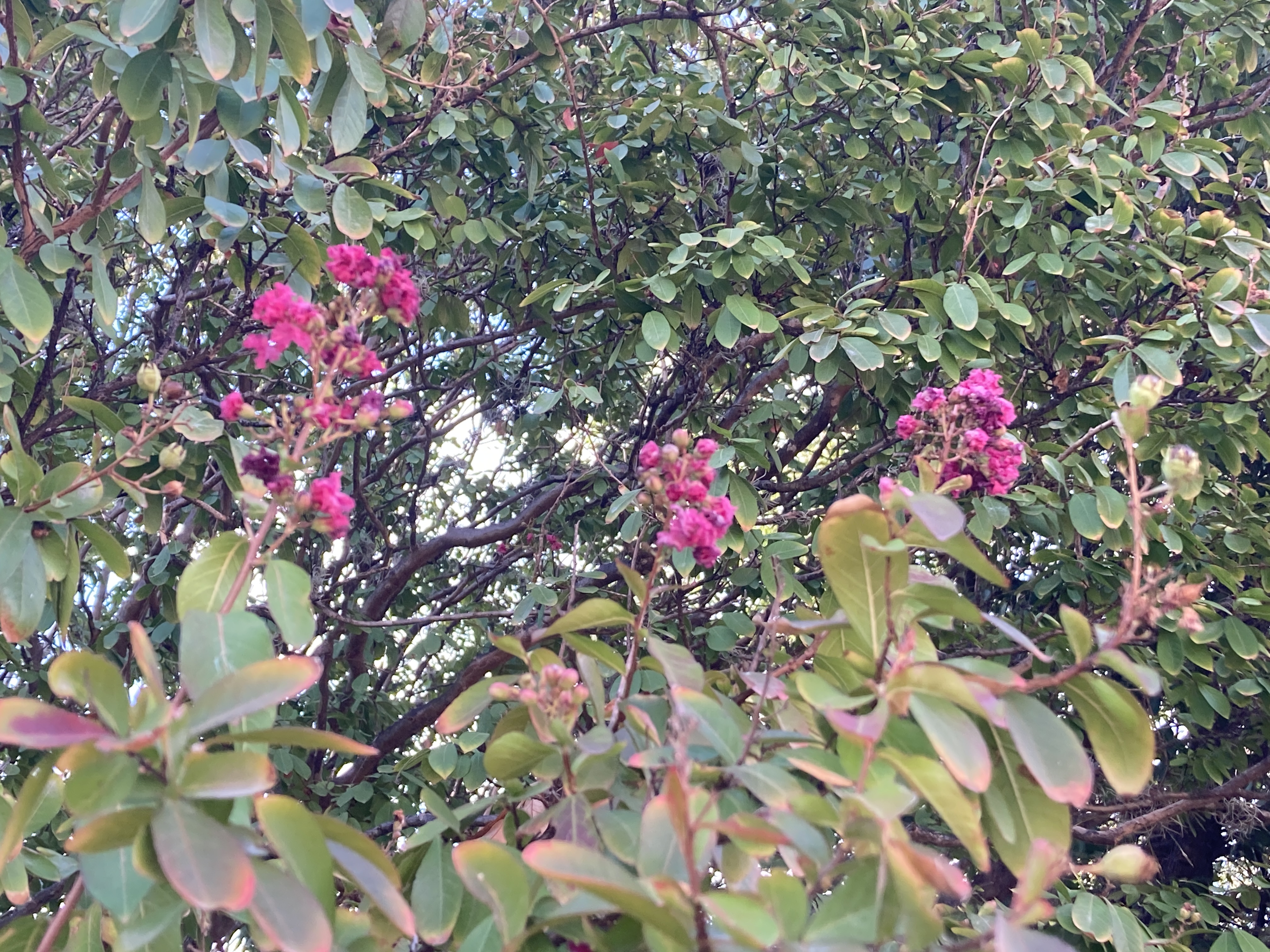 A close-up of crape myrtle leaves